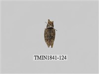 藏品(菲律賓產昆蟲)的圖片